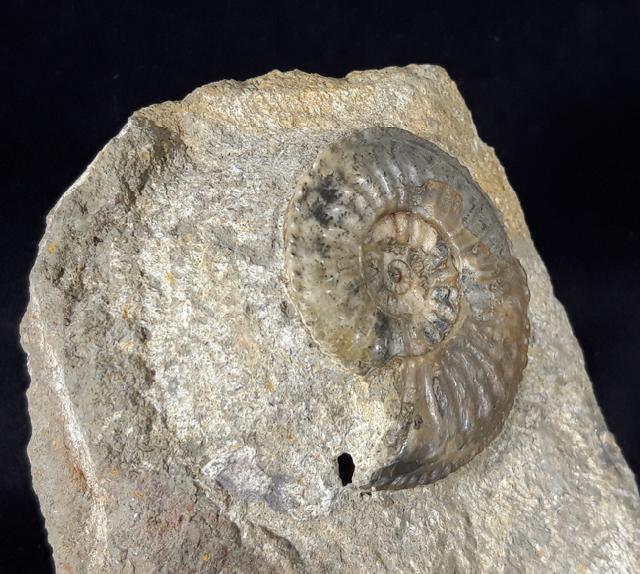 Amaltheus (Amaltheus) margaritatus DE MONTFORT 1808 - Bild © FossNet FossilienStore